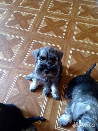 Цвергшнауцер мальчики