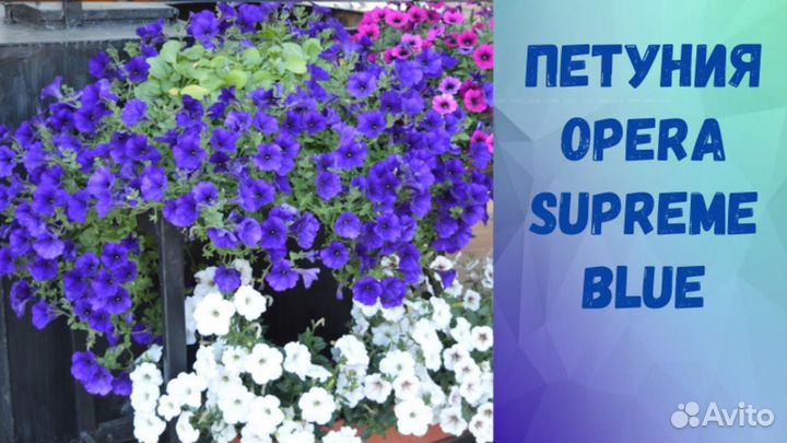 Петунии тайдал опера