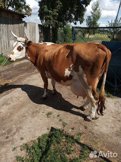 Айширская корова