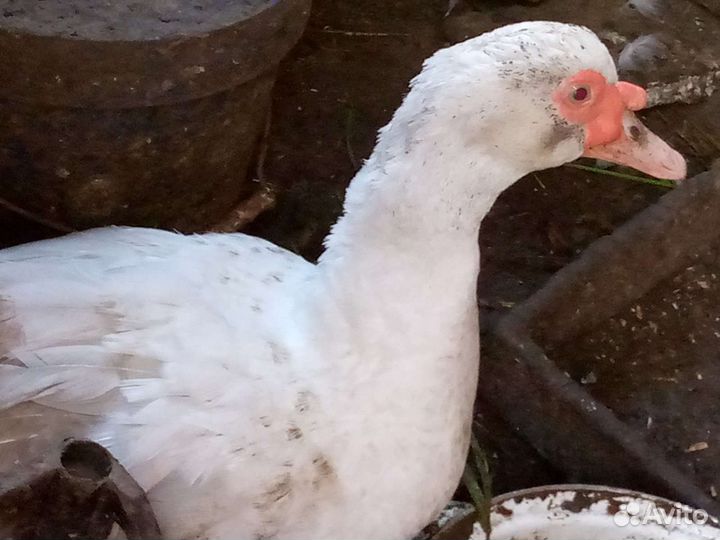 Утки селезени