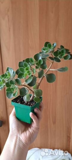 Алоэ Рауха, Аихризон дерево любви,Каланхоэ и др