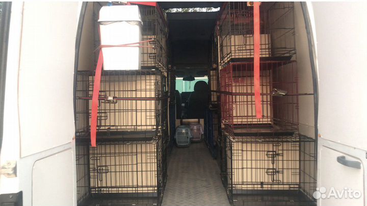 Перевозка животных Ставропольский край-Москва-спб