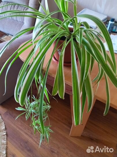 Хлорофитум