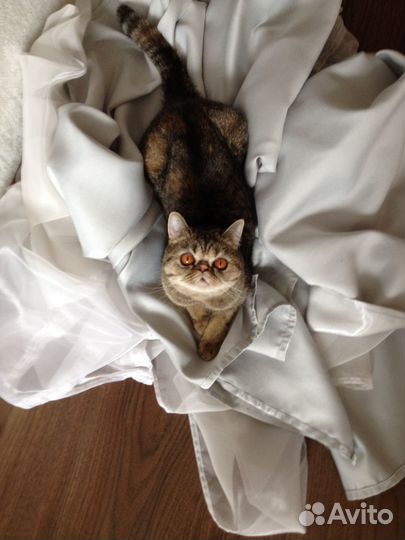 Добрый котёнок экзот