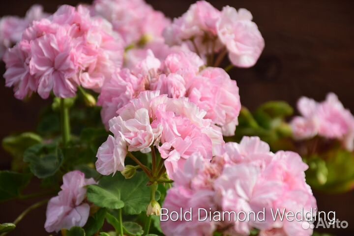 Герань пеларгония