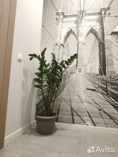 Замиокулькас