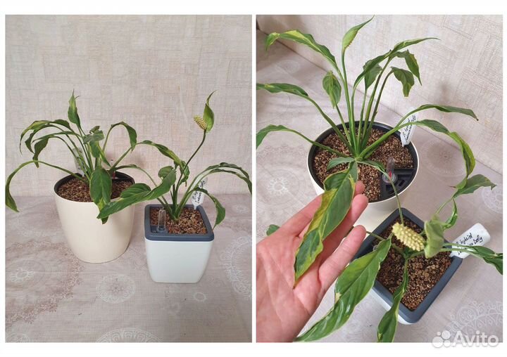 Коллекция спатифиллумов