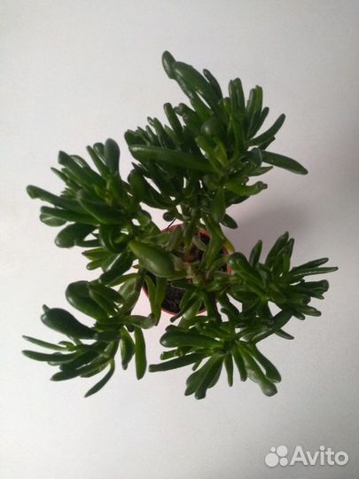 Крассула Коралл 22 см