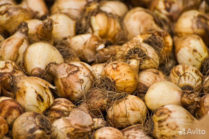 Луковица тюльпанов оптом 12;14+для выгонки
