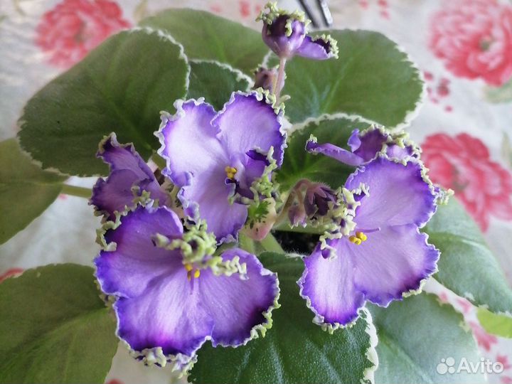 Фиалки сортовые цветущие