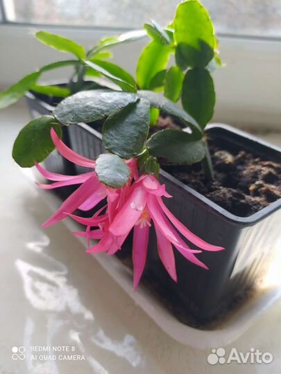 Рипсалидопсис