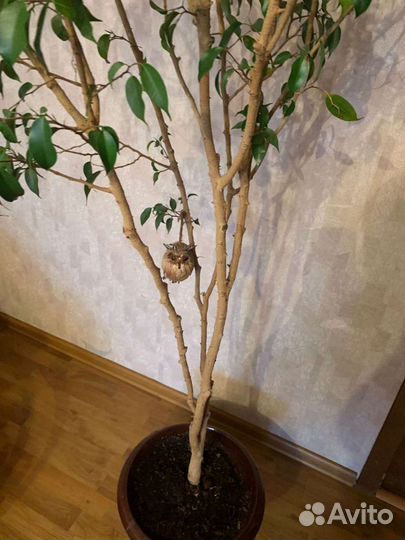 Фикус бенджамина