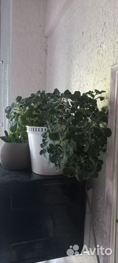 Аихризон дерево любви