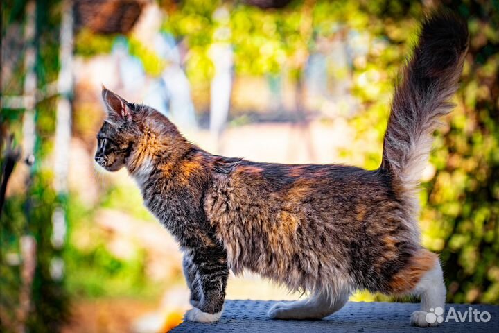 Котята мейнкуна