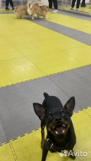 Русский той вязка РКФ