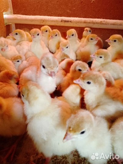 Цыплята