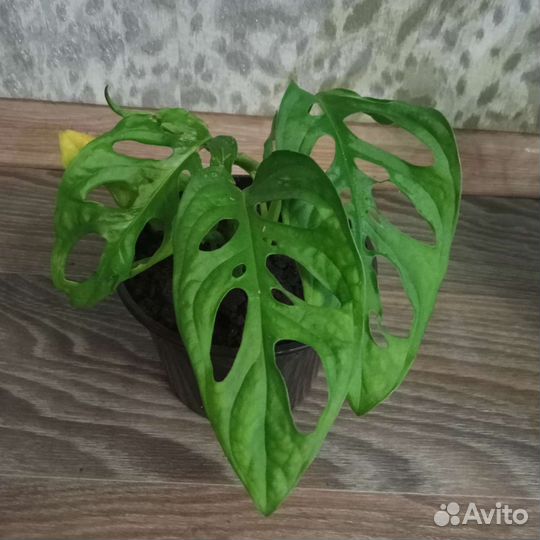 Монстера Манки