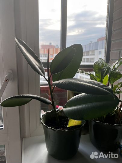 Фикус (спацифилум,алое и др )