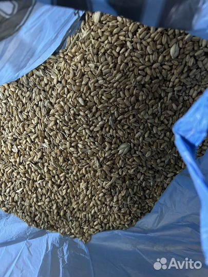 Продается мясо свинины, сало домашнее