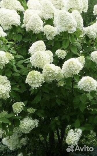 Пихты, кедры, саженцы