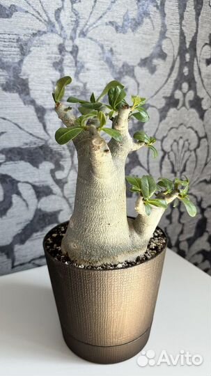 Крупный адениум арабикум