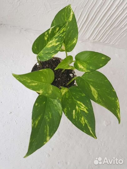 Сциндаптус золотистый