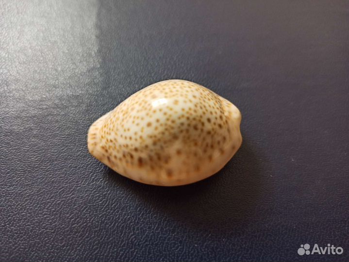 Морская раковина