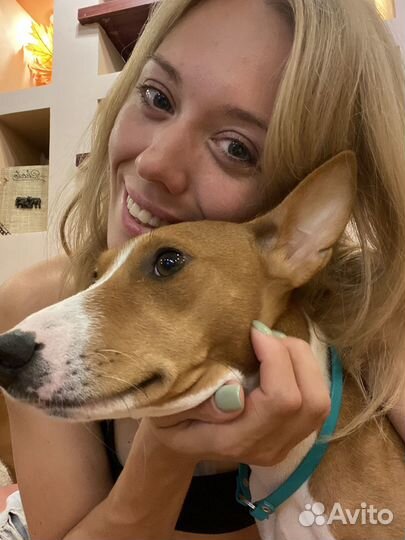 Передержка животных