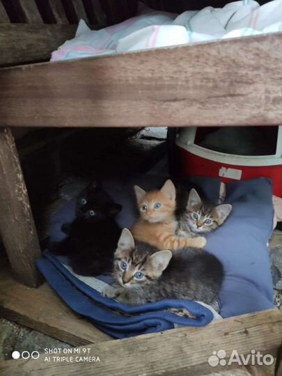 Котята в добрые руки бесплатно