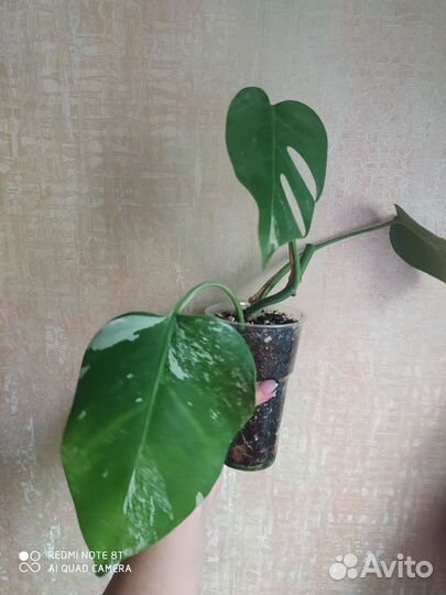 Монстера альба 1.08.23г