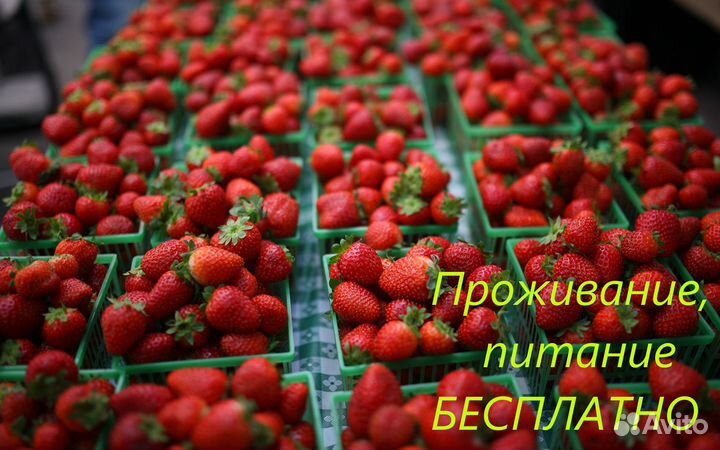 Вахта Сборщик урожая