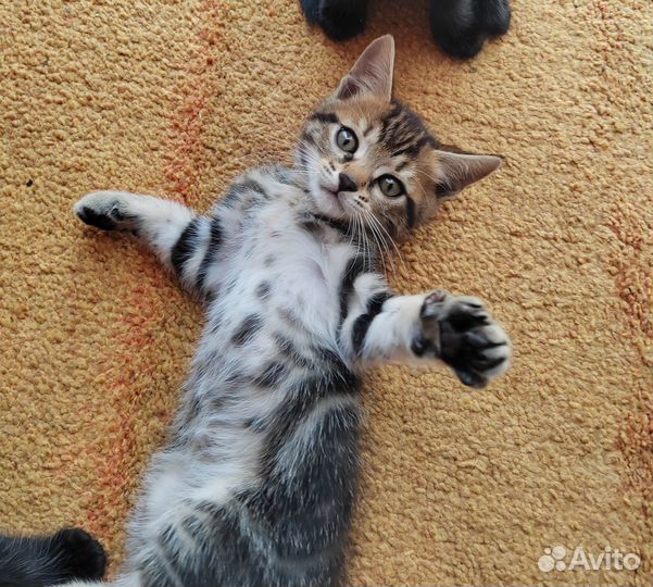 Отдам в добрые руки котят