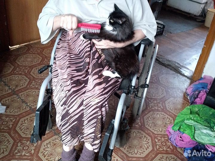 Кошка в добрые руки