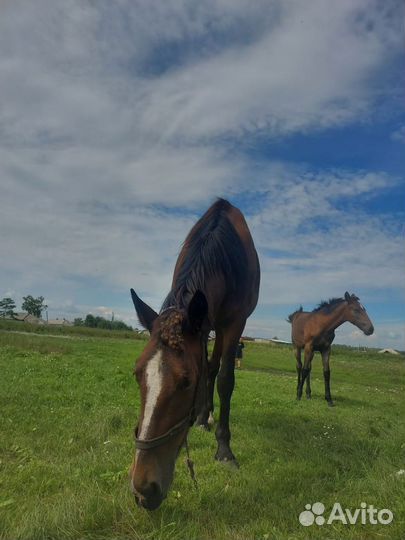 Кобыла с жеребушкой