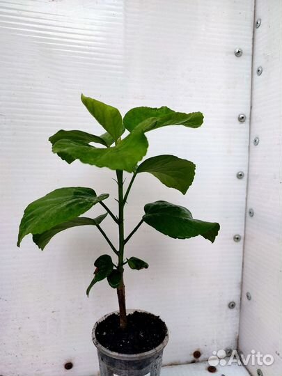 Сортовый гибискусы