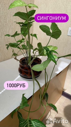 Комнатные растения цветы