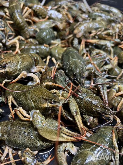 Живые раки оптом