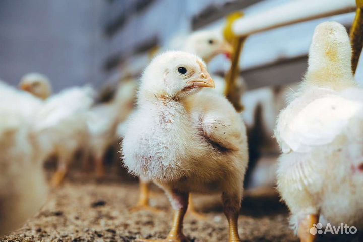 Цыплята бройлеры импорт кобб 500 и росс 308