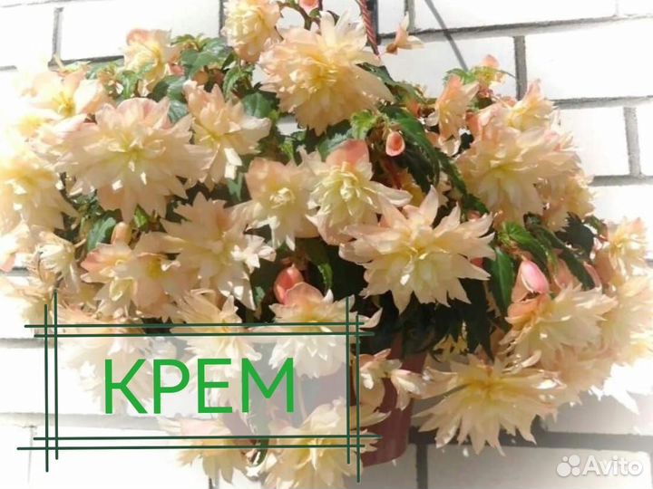 Бегония Беллекония