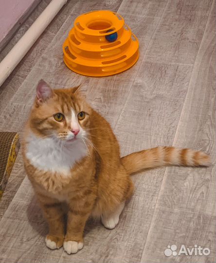 Рыжий котяра (из приюта)