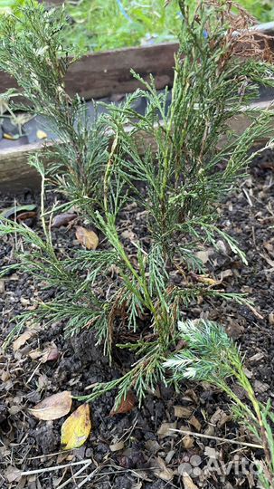 Можжевельник