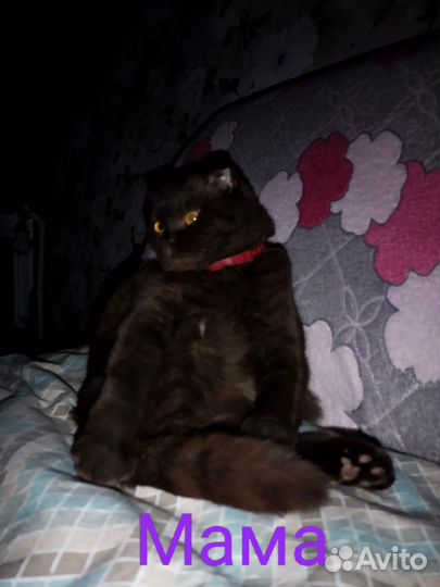 Котята
