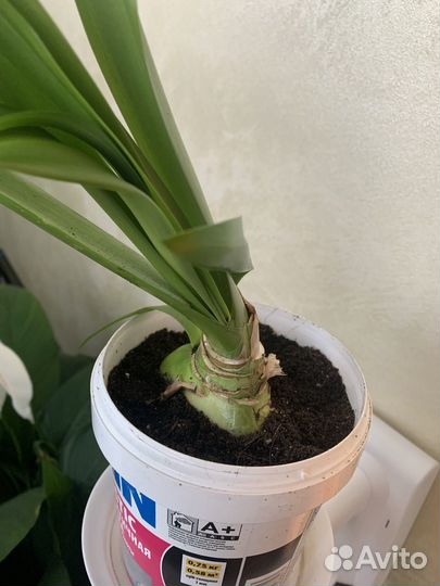 Гименокаллис Карибский