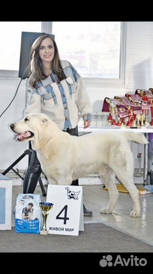 Шикарная девочка сао