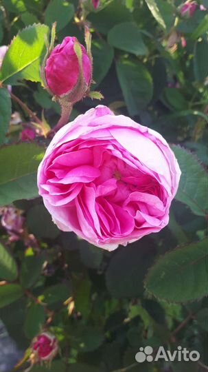 Розы розовая1,2,Красная плетистая,белая шиповник