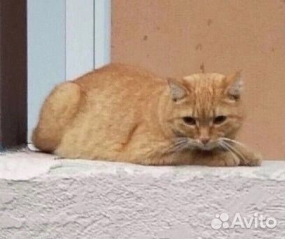 Кот в добрые руки