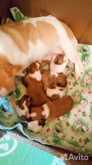 Чихуахуа мини