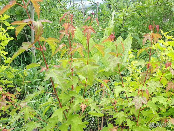 Клён Гинала