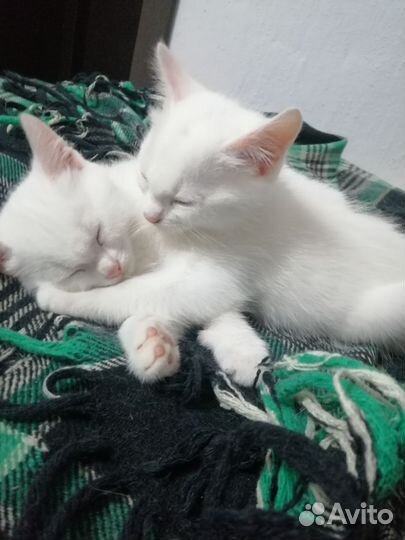 Котята в добрые руки даром бесплатно