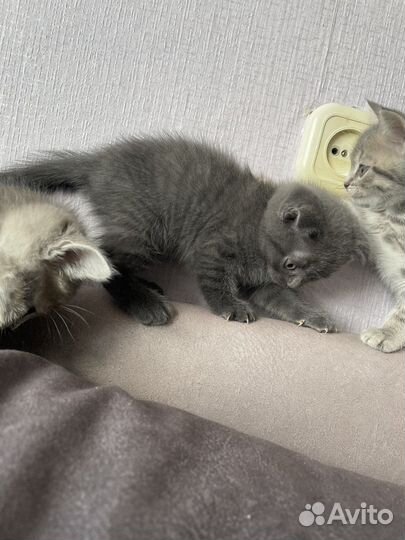 Шотландские котята